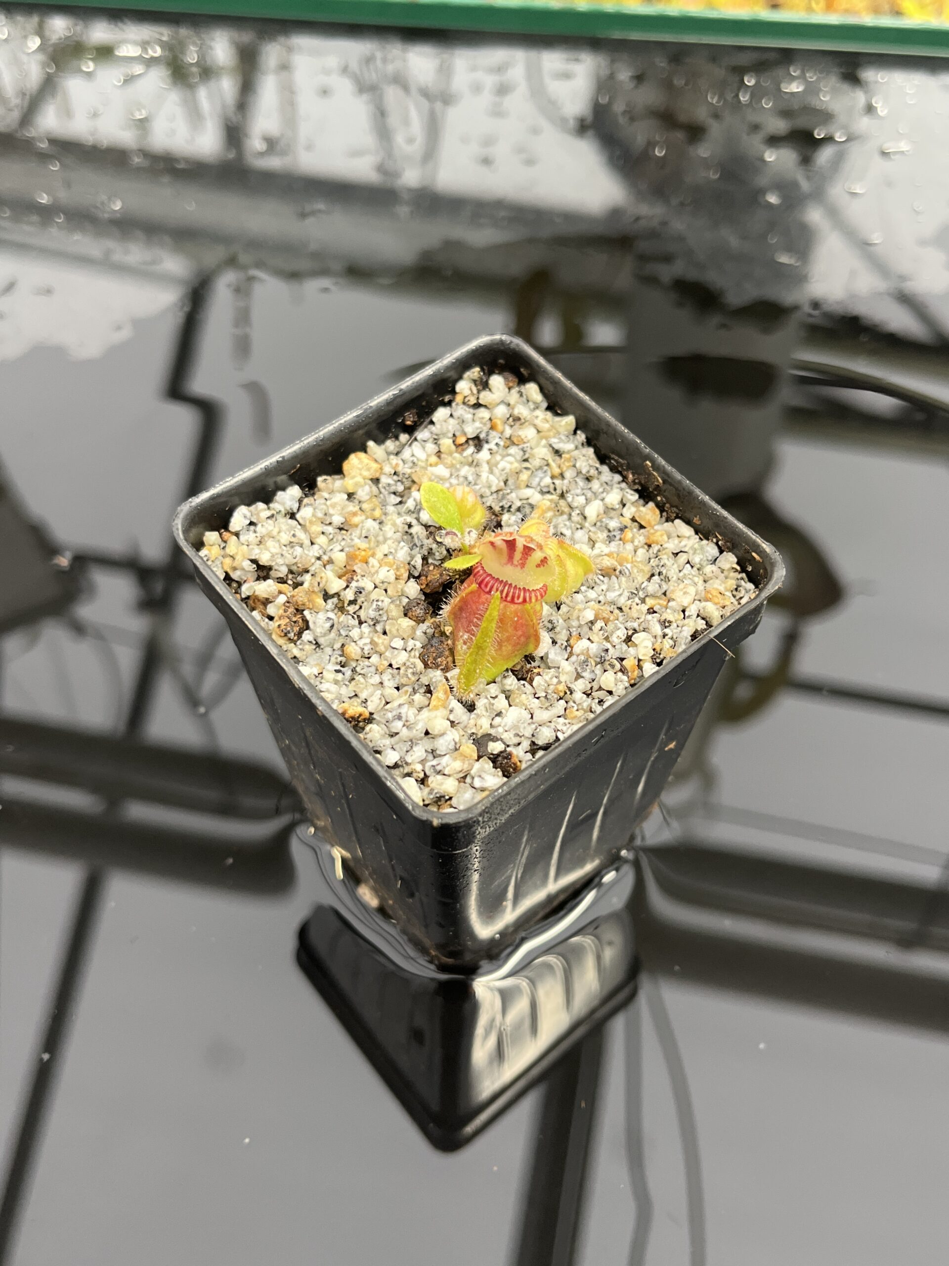 Close Up of Cephalotus follicularis 'Bubble Giant' | Florae Collaborative | | IN25845