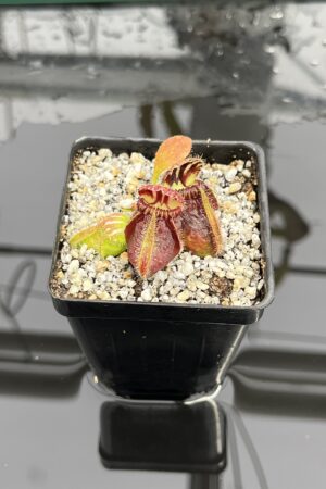 Close Up of Cephalotus follicularis 'Queen Mary' | Florae Collaborative | | IN25844