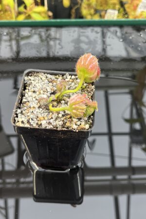 Close Up of Cephalotus follicularis 'U.C. Davis' | Florae Collaborative | | IN25885