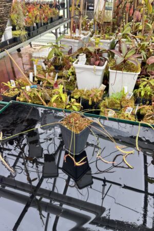 Close Up of Drosera binata var. dichotoma f. extrema {Giant Plant} | Best Carnivorous Plants | | IN25904