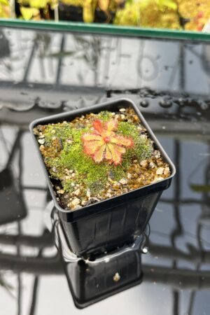 Close Up of Drosera esterhuyseniae x Drosera slackii | Best Carnivorous Plants | BCP-777 | H25828
