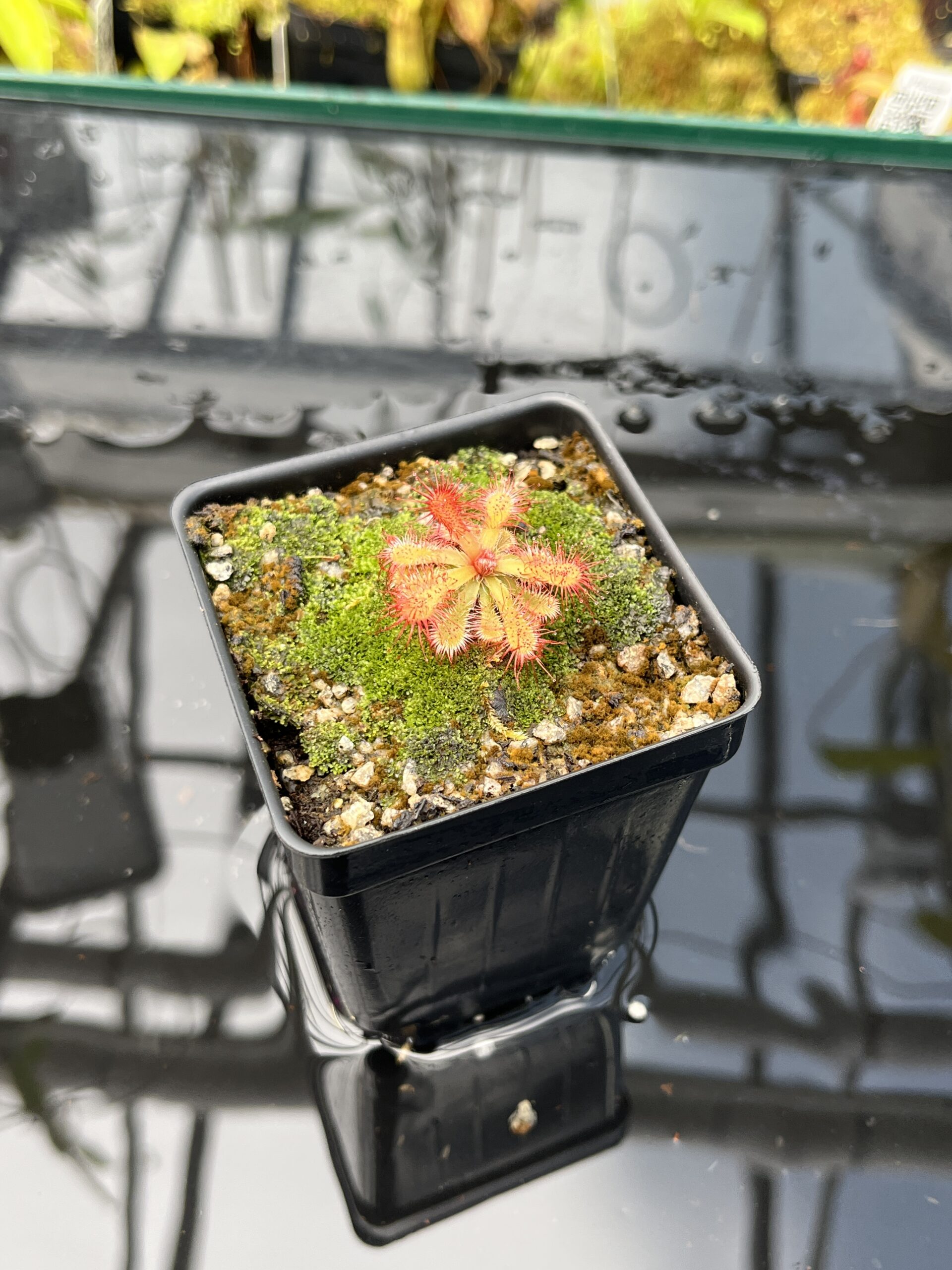 Close Up of Drosera esterhuyseniae x Drosera slackii | Best Carnivorous Plants | BCP-777 | H25828
