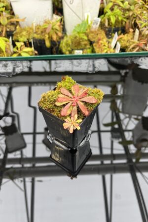 Close Up of Drosera hamiltonii | Best Carnivorous Plants | | IN25762