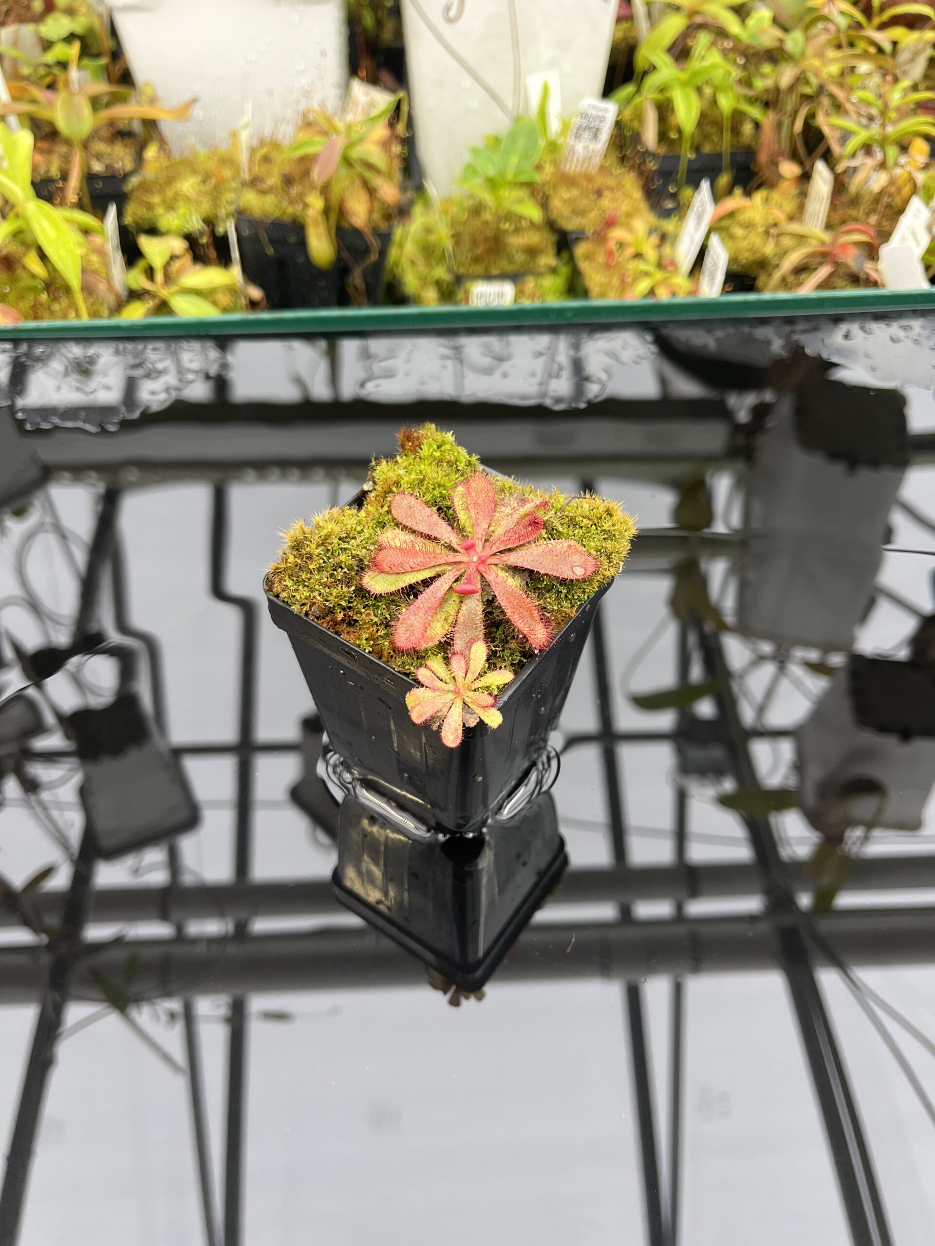 Close Up of Drosera hamiltonii | Best Carnivorous Plants | | IN25762