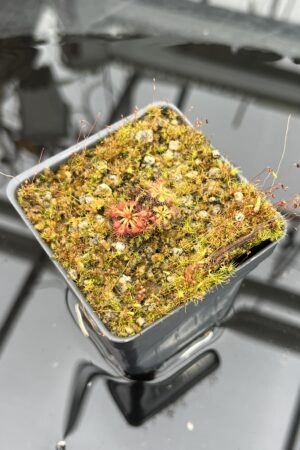 Close Up of Drosera kaieteuresis {Kako village, savanna under Mt. Eboropu, Guyana} | Best Carnivorous Plants | BCP-2557 | H25748