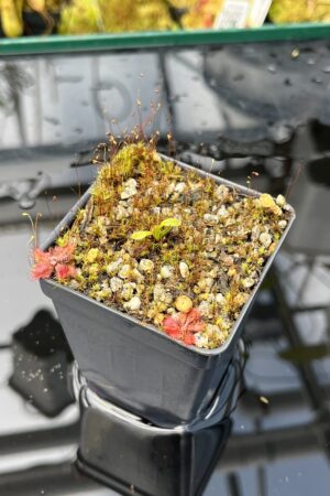 Close Up of Drosera murfettii {giant, Harz Mts, Tasmamia} | Best Carnivorous Plants | BCP-1107 | H25827