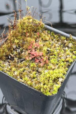Close Up of Drosera pilosa {South of Kapiri Mposhi, Zambia, Africa} | Best Carnivorous Plants | BCP-1001 | H25936