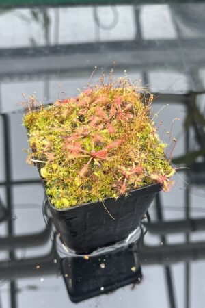 Close Up of Drosera riparia {Bahia, Brazil} | Best Carnivorous Plants | BCP-1448 | H25746