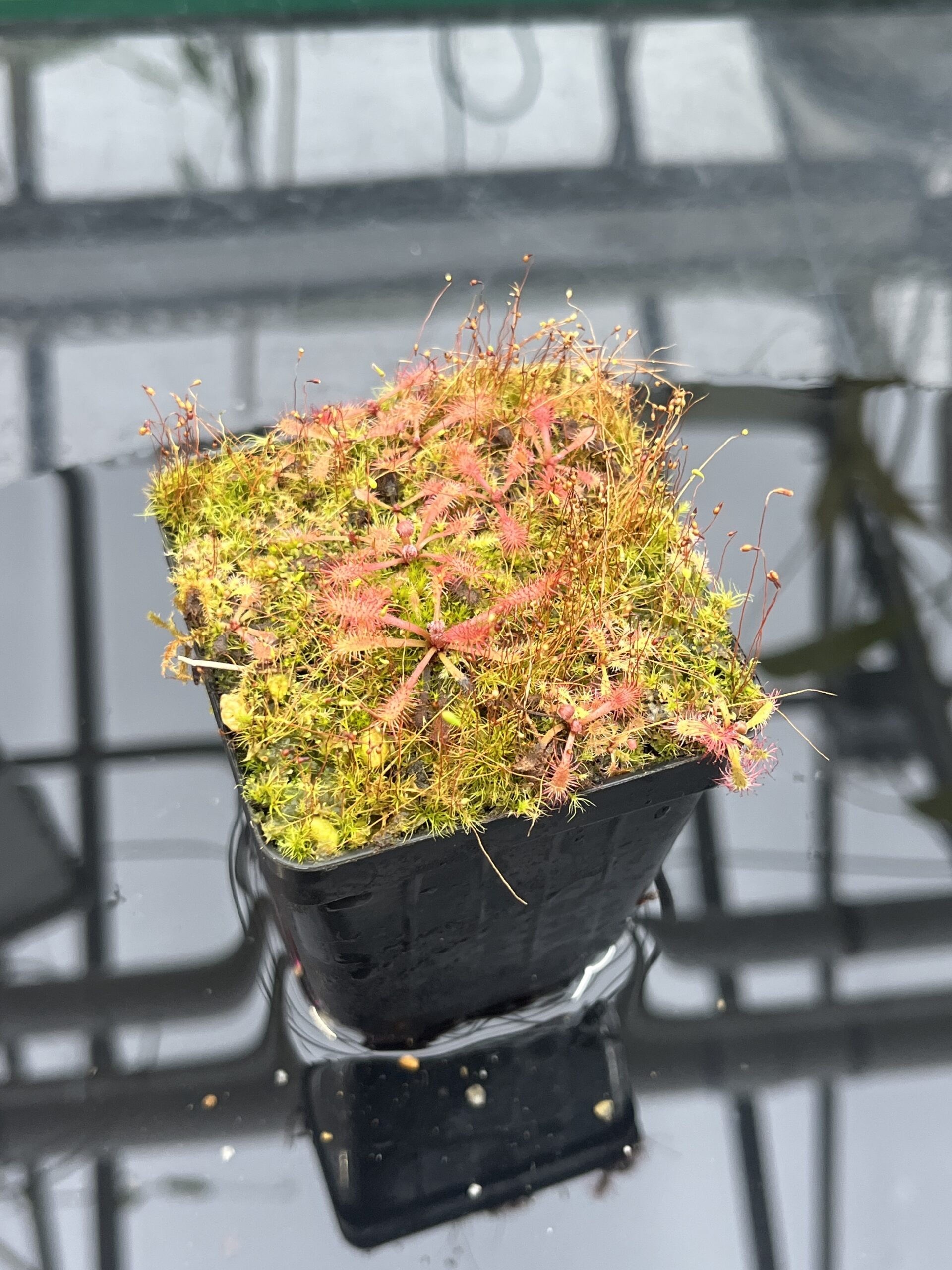 Close Up of Drosera riparia {Bahia, Brazil} | Best Carnivorous Plants | BCP-1448 | H25746