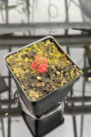 Close Up of Drosera tomentosa {Morro do Jambeiro, Grao Mogol, MG, Brazil} | Best Carnivorous Plants | BCP-705 | H25747