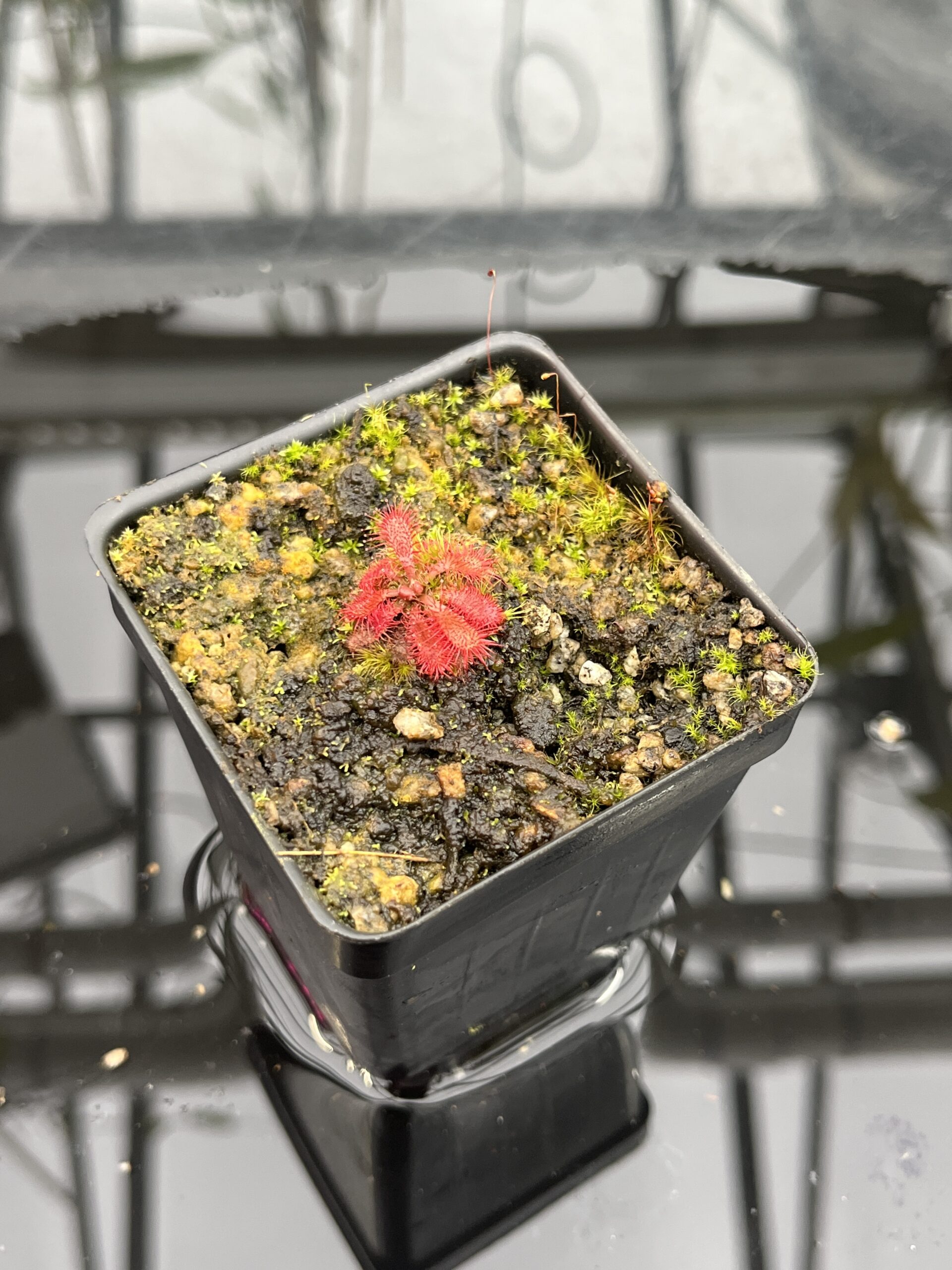 Close Up of Drosera tomentosa {Morro do Jambeiro, Grao Mogol, MG, Brazil} | Best Carnivorous Plants | BCP-705 | H25747
