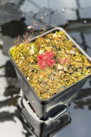 Close Up of Drosera tomentosa {Morro do Jambeiro, Grao Mogol, MG, Brazil} | Best Carnivorous Plants | BCP-705 | H25829