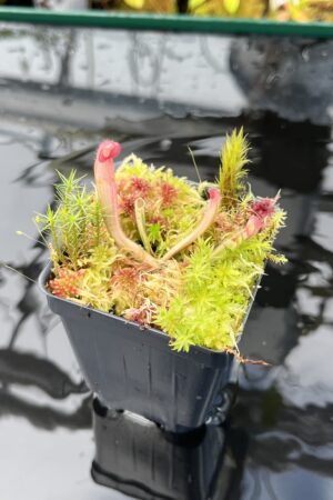 Close Up of Heliamphora Flamingo | Andreas Wistuba | AW-01 | H25884