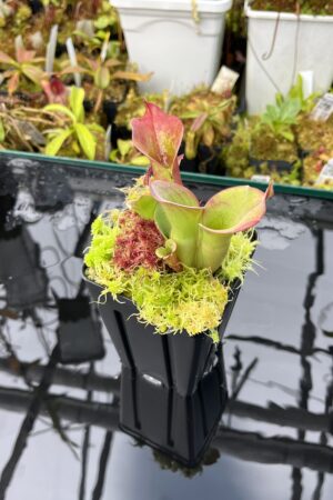 Close Up of Heliamphora ciliata (Lowland) | Andreas Wistuba | AW-H_cil-D | L25822