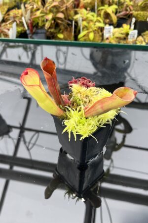 Close Up of Heliamphora folliculata (Kamakawarai Tepui, Ven.) | Clone 01 | Andreas Wistuba | AW-H_fol_k.1 | H25869