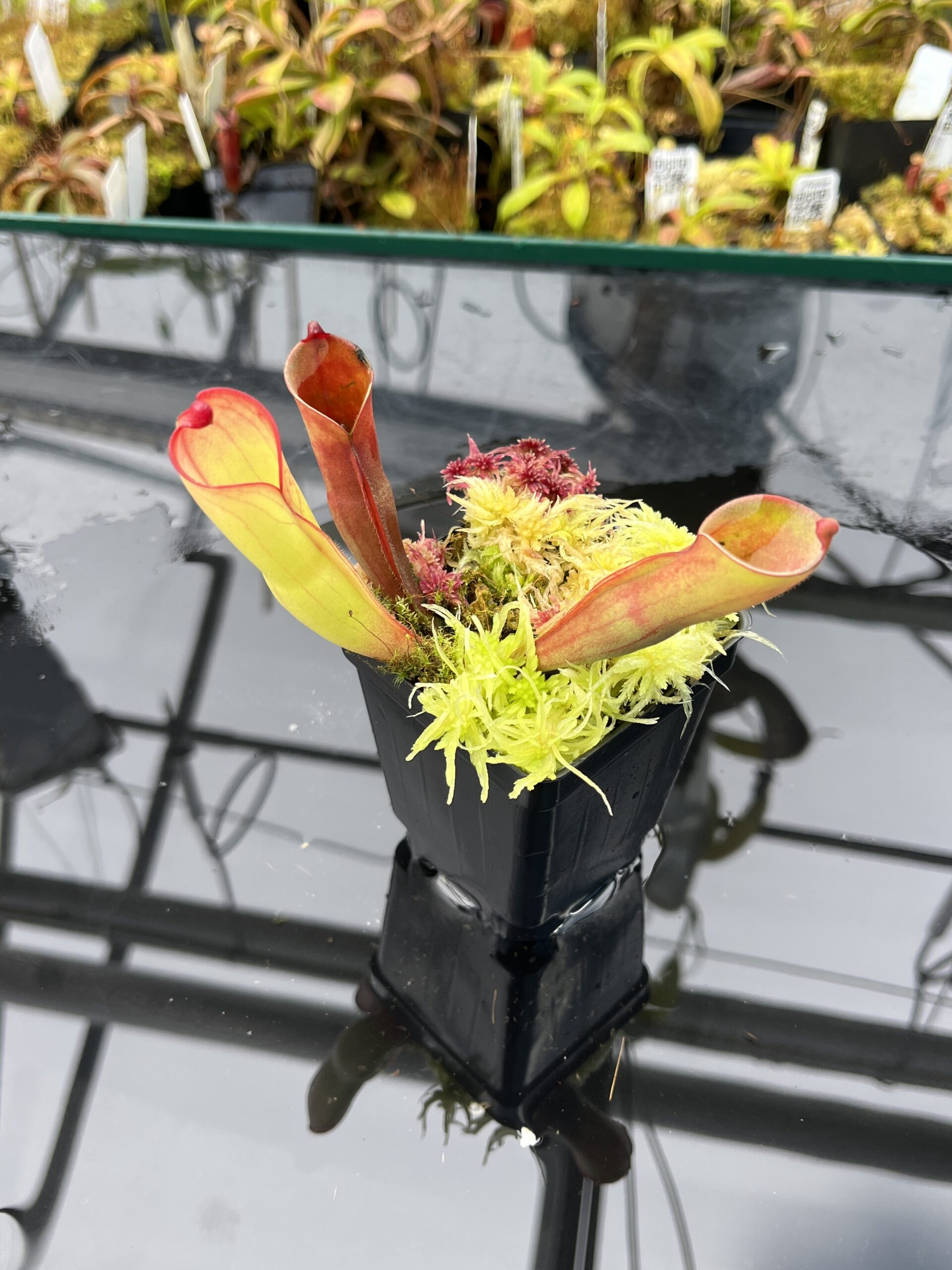 Close Up of Heliamphora folliculata (Kamakawarai Tepui, Ven.) | Clone 01 | Andreas Wistuba | AW-H_fol_k.1 | H25869