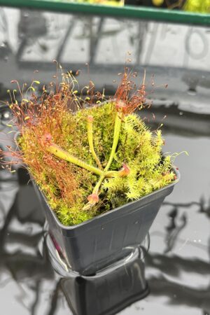 Close Up of Heliamphora hispida x (heterodoxa x ionasi) (?) | Andreas Wistuba | AW-ISC | H25686