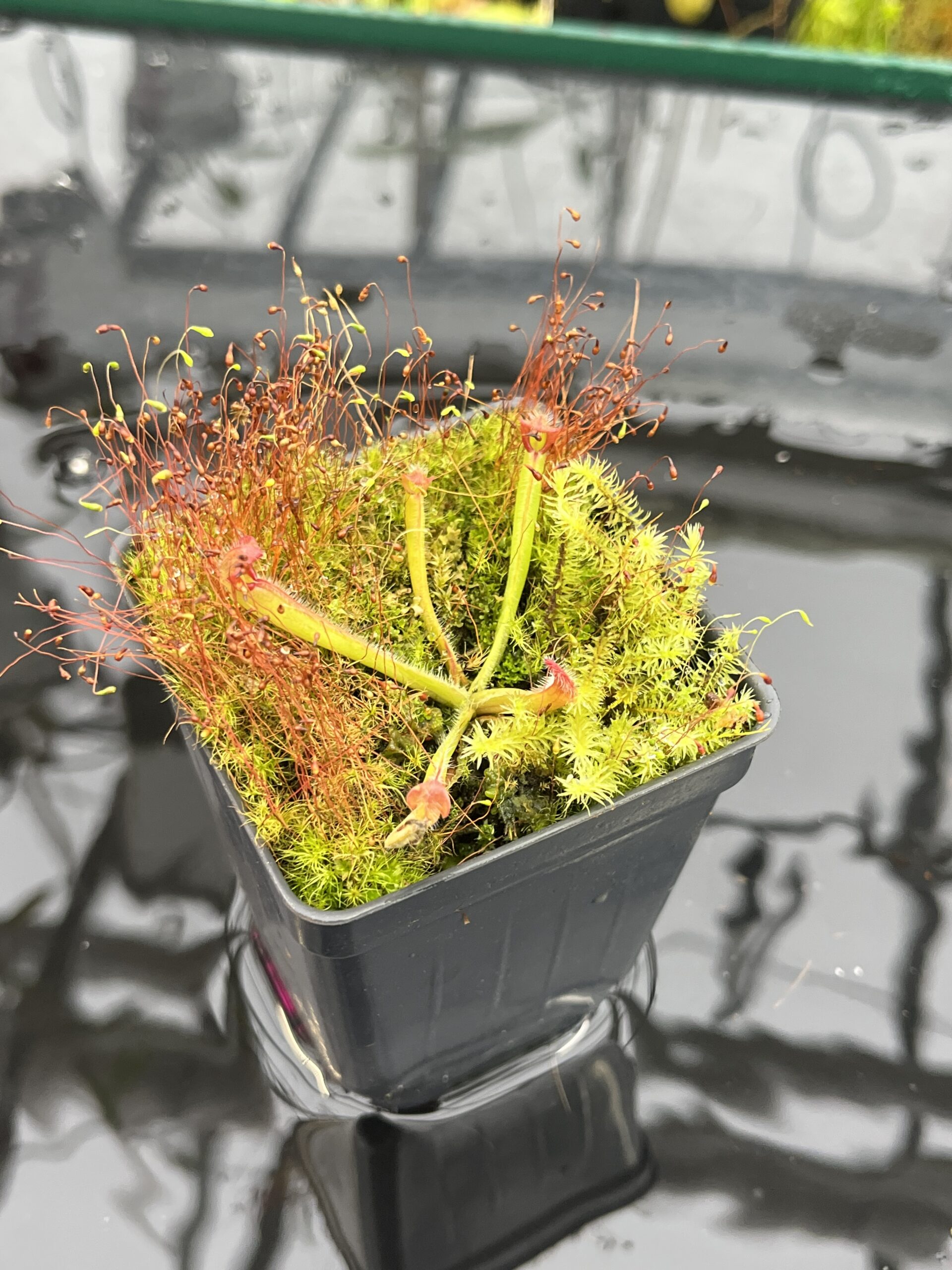 Close Up of Heliamphora hispida x (heterodoxa x ionasi) (?) | Andreas Wistuba | AW-ISC | H25686