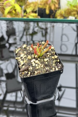 Close Up of Heliamphora minor | Borneo Exotics | BE-3250 | Hunreadable