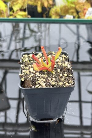 Close Up of Heliamphora nutans | Borneo Exotics | BE-3251 | Hunreadable