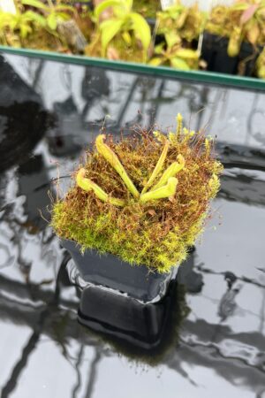Close Up of Heliamphora nutans (Kukenan Tepui) | Andreas Wistuba | AW-01 | H25961