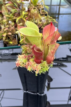 Close Up of Heliamphora pulchella (Chimanta Tepui) | Andreas Wistuba | AW-01 | H25861