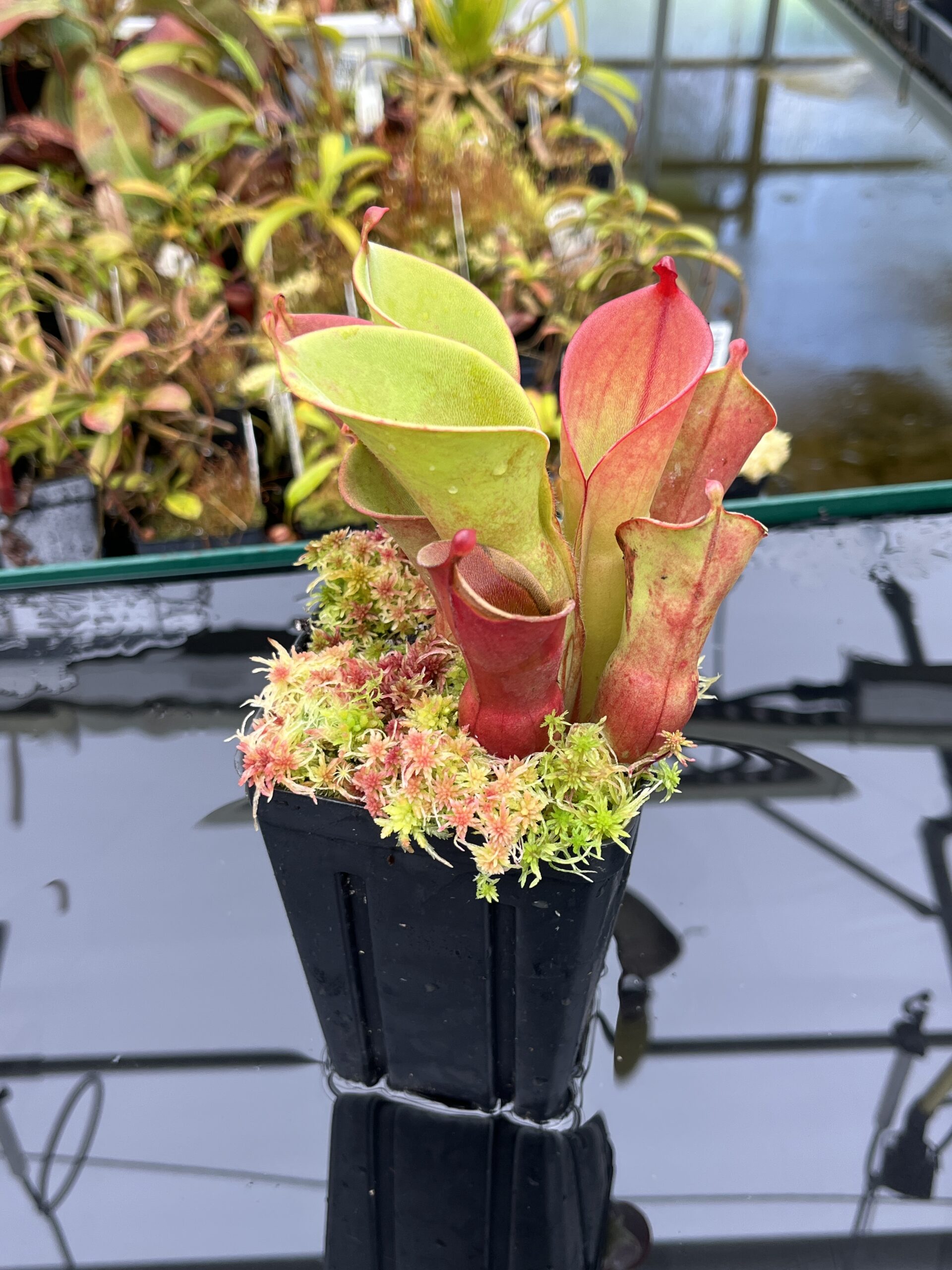Close Up of Heliamphora pulchella (Chimanta Tepui) | Andreas Wistuba | AW-01 | H25861