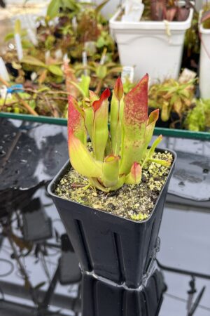 Close Up of Heliamphora sarracenioides (Ptari, Ven.) | Andreas Wistuba | | H25682