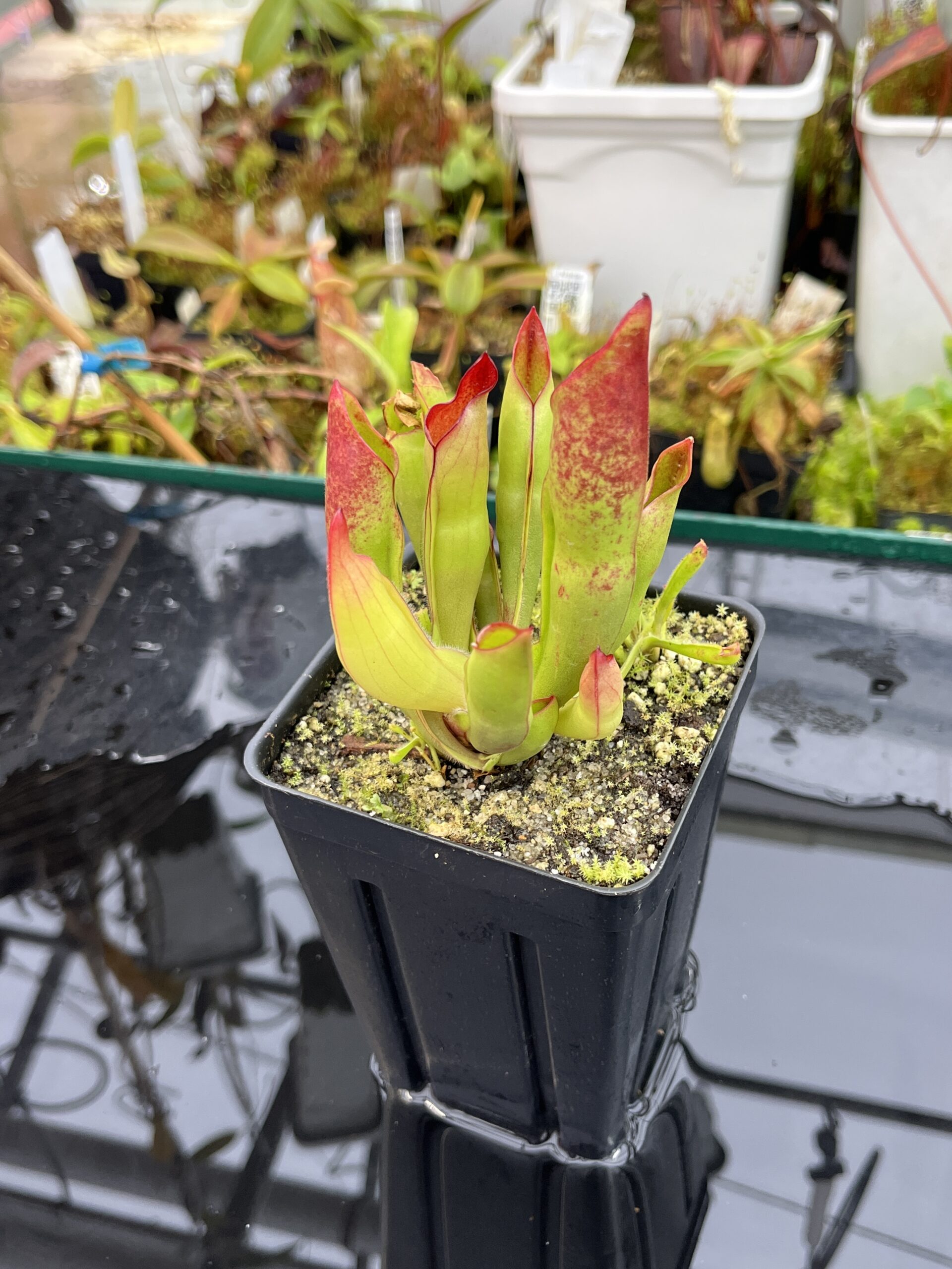 Close Up of Heliamphora sarracenioides (Ptari, Ven.) | Andreas Wistuba | | H25682