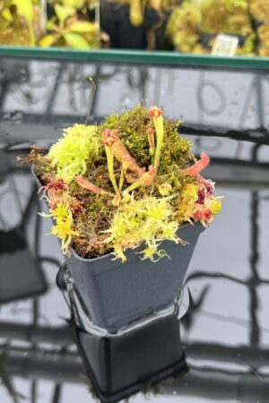 Close Up of Heliamphora uncinata {Amuri Tepui, Venezuela} | Best Carnivorous Plants | BCP-035 | H25930