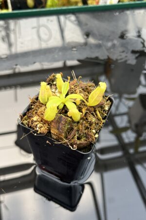 Close Up of Nepenthes Rokko EP x villosa | JH | Florae | Jeremiah Harris | JH-536 | IN25670