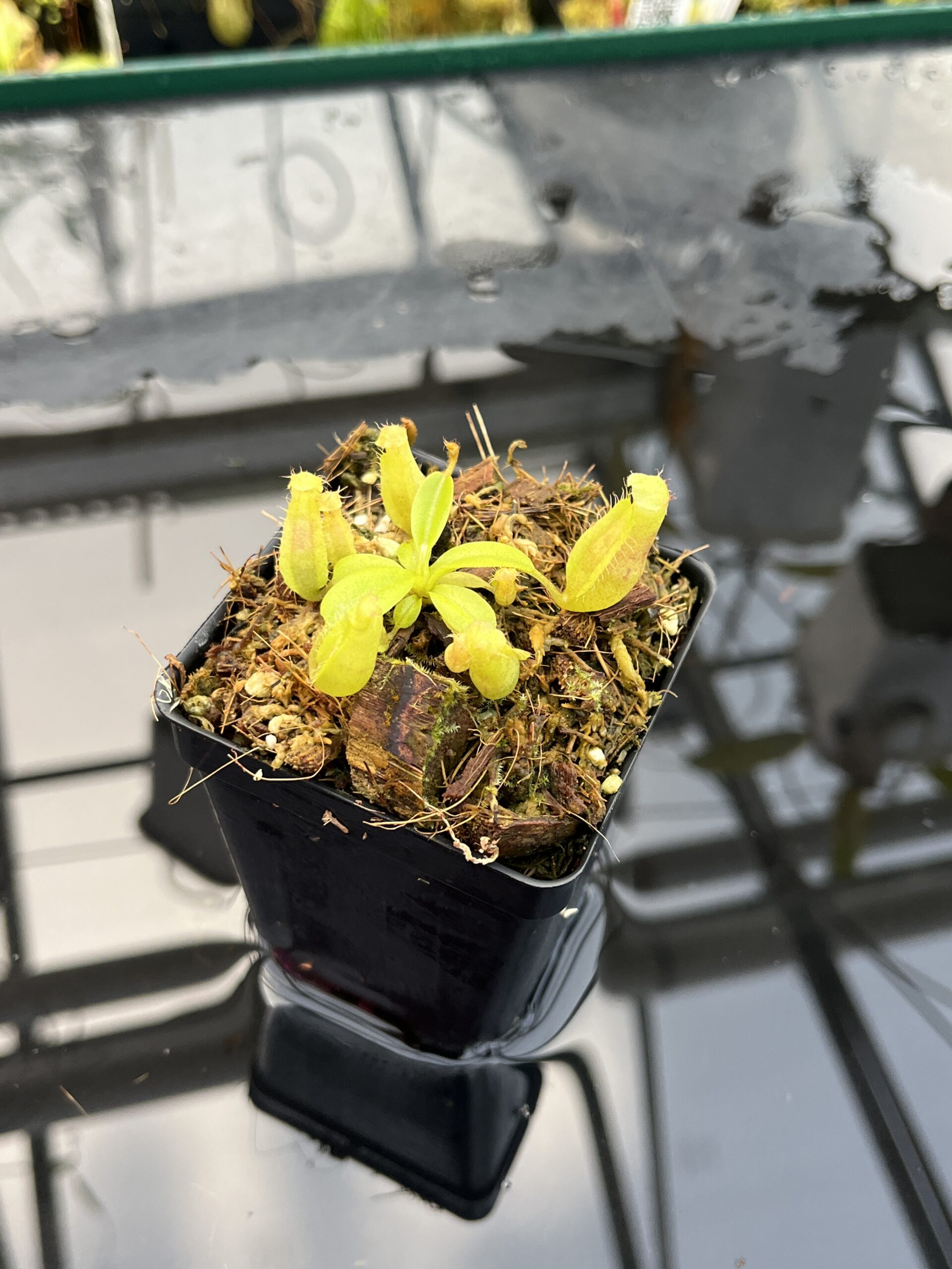Close Up of Nepenthes Rokko EP x villosa | JH | Florae | Jeremiah Harris | JH-536 | IN25670