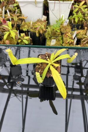 Close Up of Nepenthes albomarginata | Borneo Exotics | BE-3004 | L25759