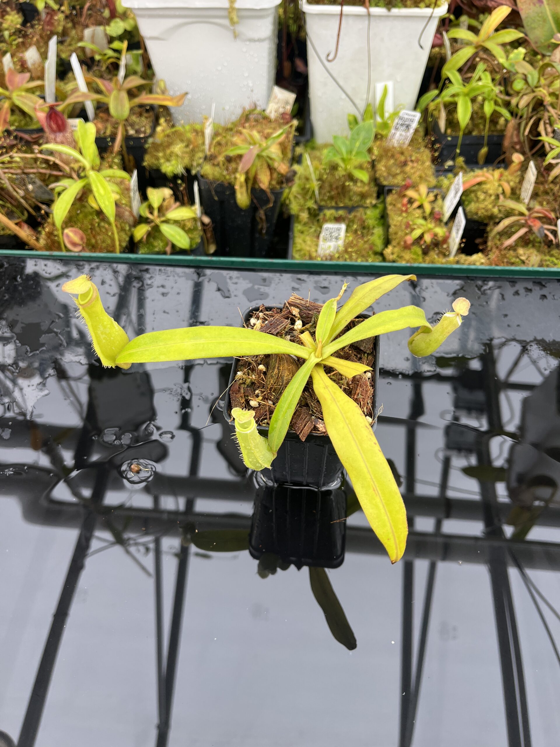 Close Up of Nepenthes albomarginata | Borneo Exotics | BE-3004 | L25759