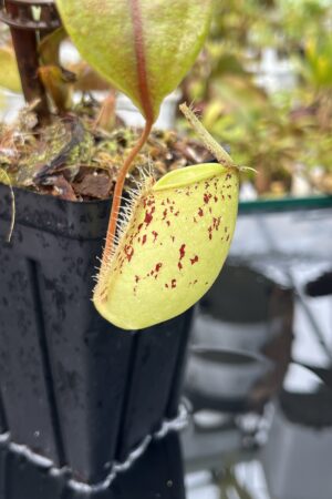 Close Up of Nepenthes ampullaria | Borneo Exotics | BE-3007 | L25715