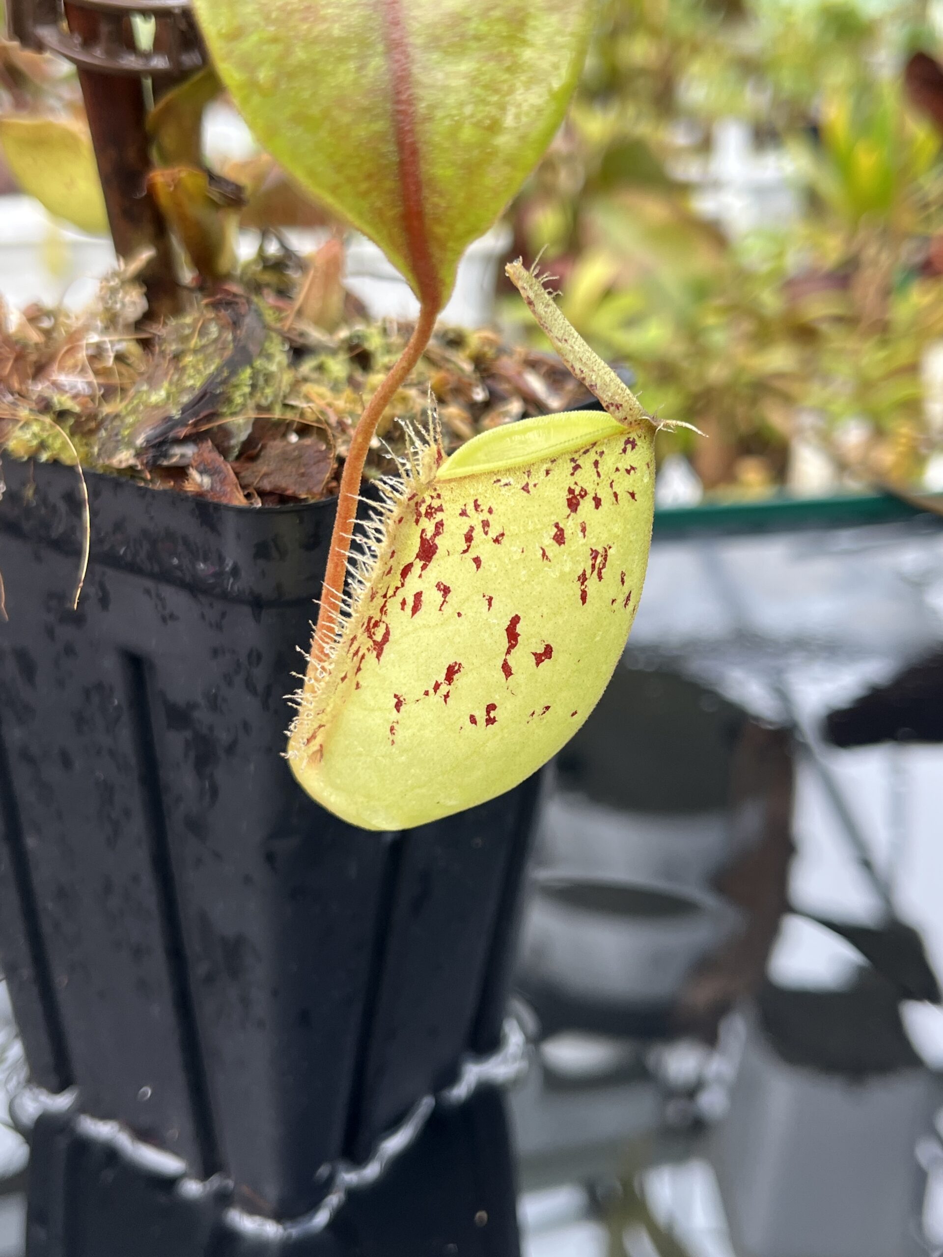 Close Up of Nepenthes ampullaria | Borneo Exotics | BE-3007 | L25715