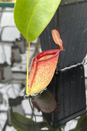 Close Up of Nepenthes ampullaria x campanulata | Borneo Exotics | BE-3840 | L25641