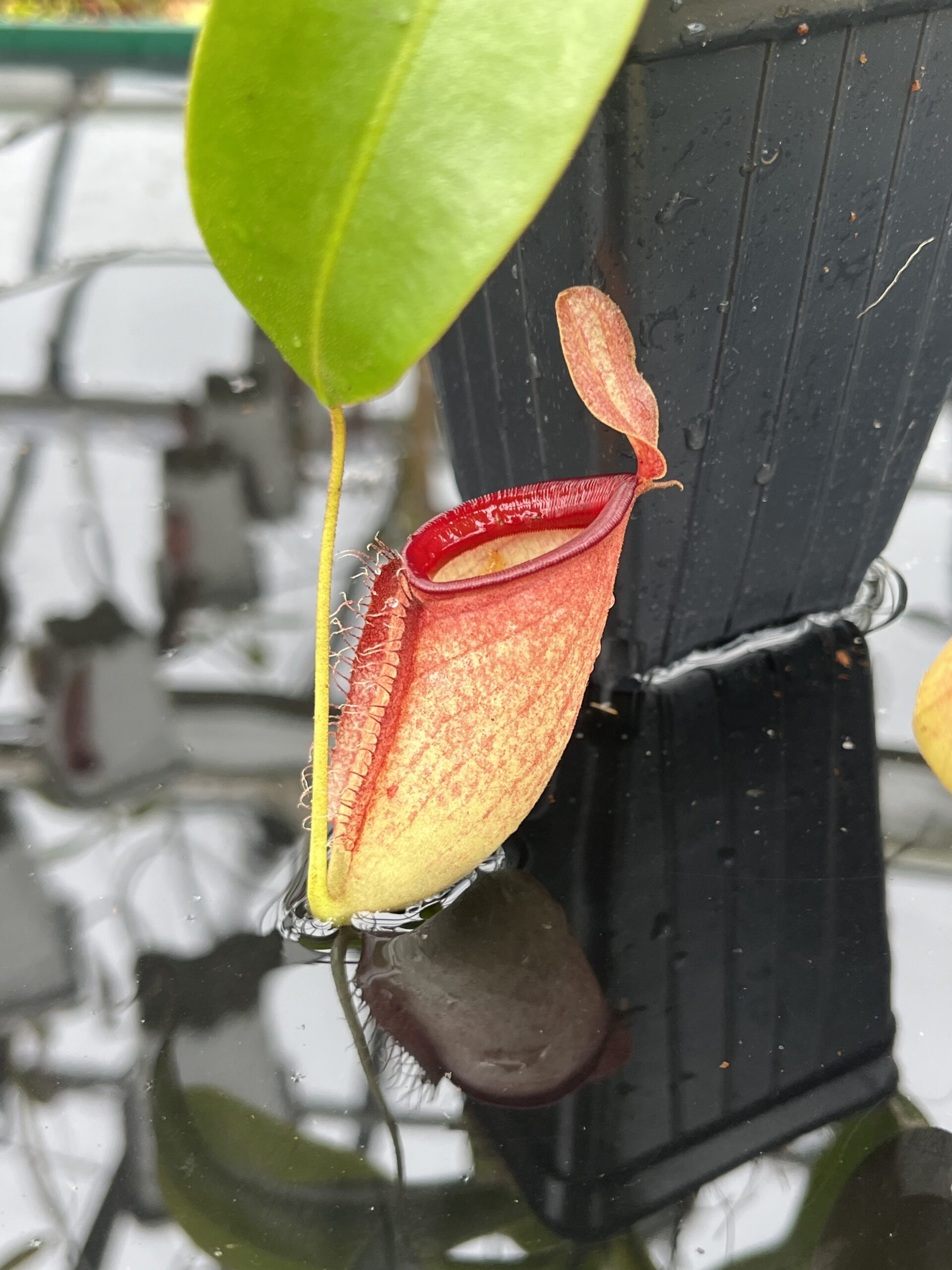 Close Up of Nepenthes ampullaria x campanulata | Borneo Exotics | BE-3840 | L25641