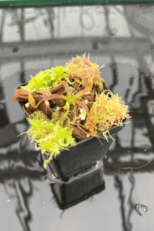 Close Up of Nepenthes appendiculata | Florae | Seed Grown | Florae Collaborative | FC-511.00 | H25705