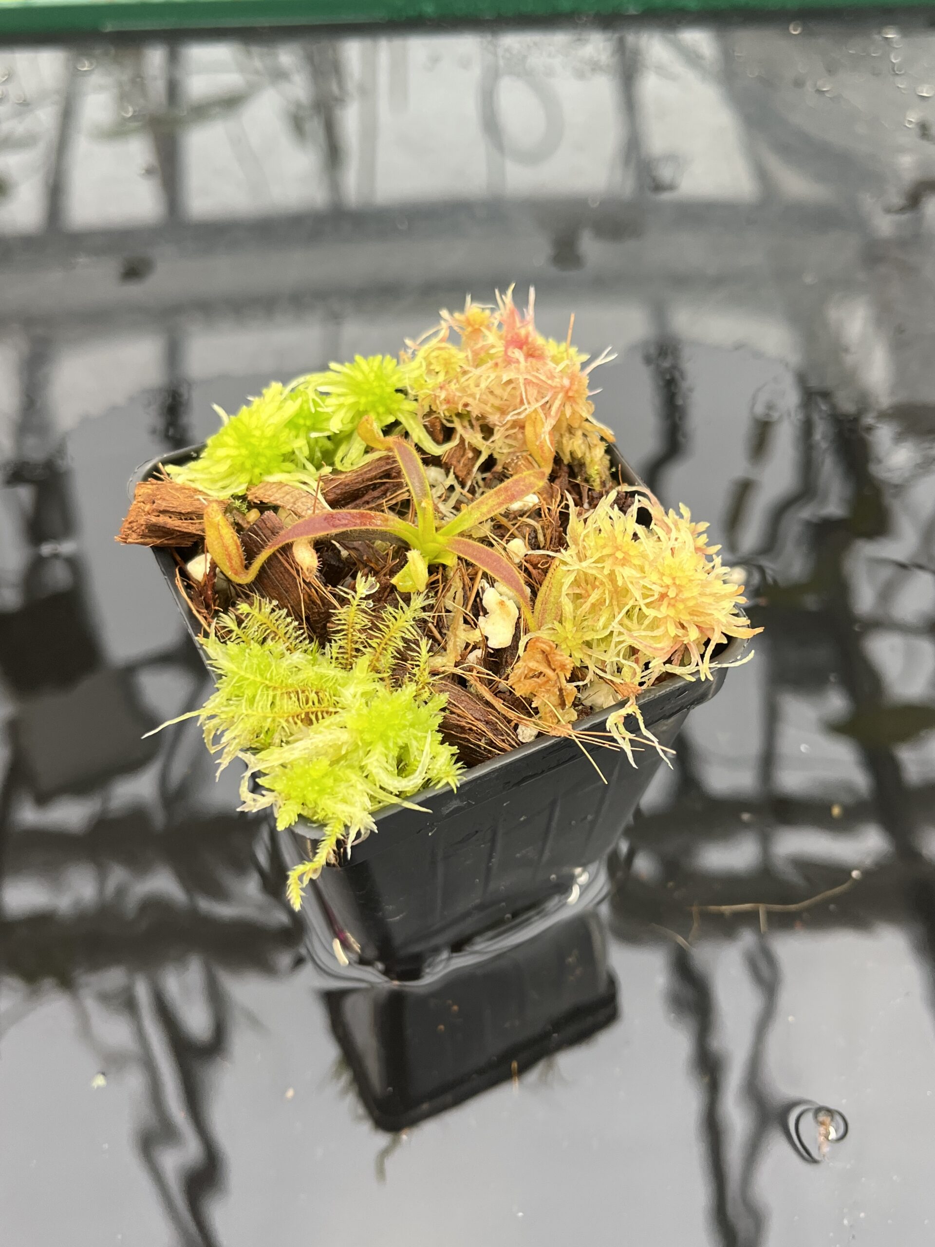 Close Up of Nepenthes appendiculata | Florae | Seed Grown | Florae Collaborative | FC-511.00 | H25705