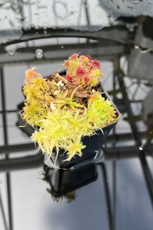 Close Up of Nepenthes appendiculata | Florae | Seed Grown | Florae Collaborative | FC-511.00 | H25825