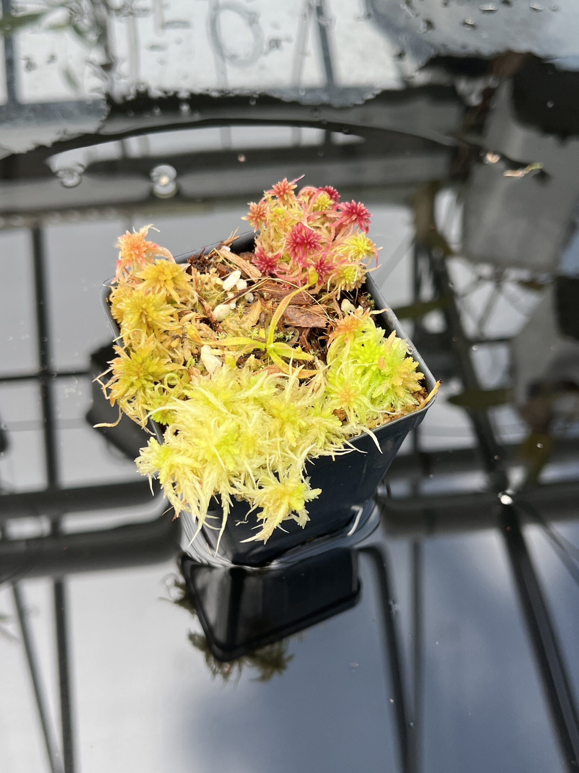 Close Up of Nepenthes appendiculata | Florae | Seed Grown | Florae Collaborative | FC-511.00 | H25825