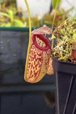 Close Up of Nepenthes aristolochioides x burkei | Borneo Exotics | BE-3832 | H25735