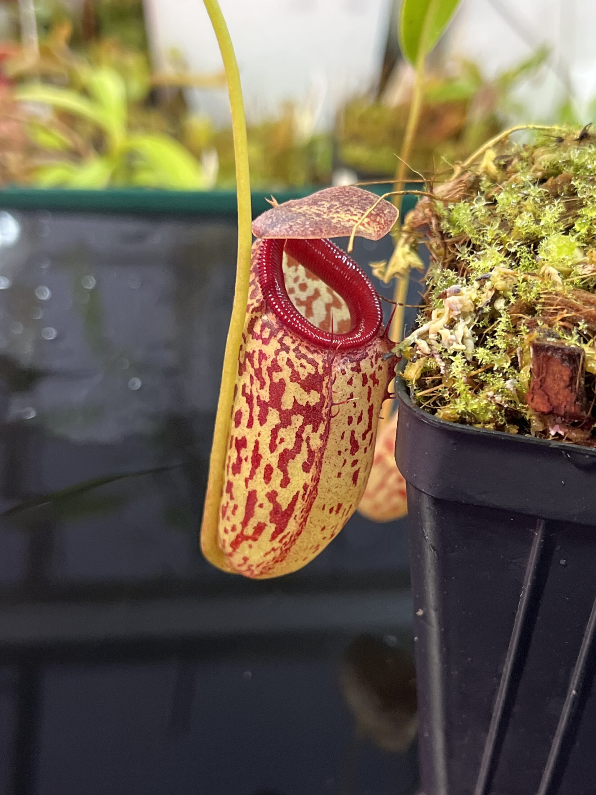 Close Up of Nepenthes aristolochioides x burkei | Borneo Exotics | BE-3832 | H25735
