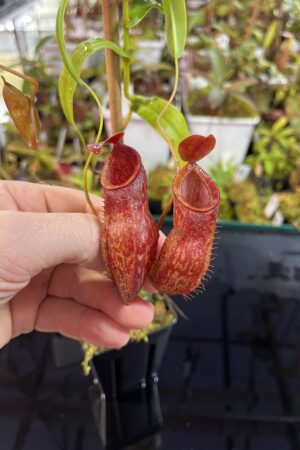 Close Up of Nepenthes aristolochioides x diabolica | Borneo Exotics | BE-3898 | H25733