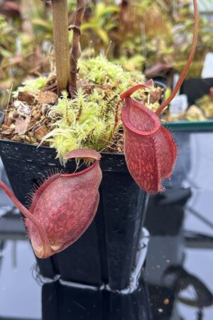 Close Up of Nepenthes aristolochioides x diabolica | Borneo Exotics | BE-3898 | H25858