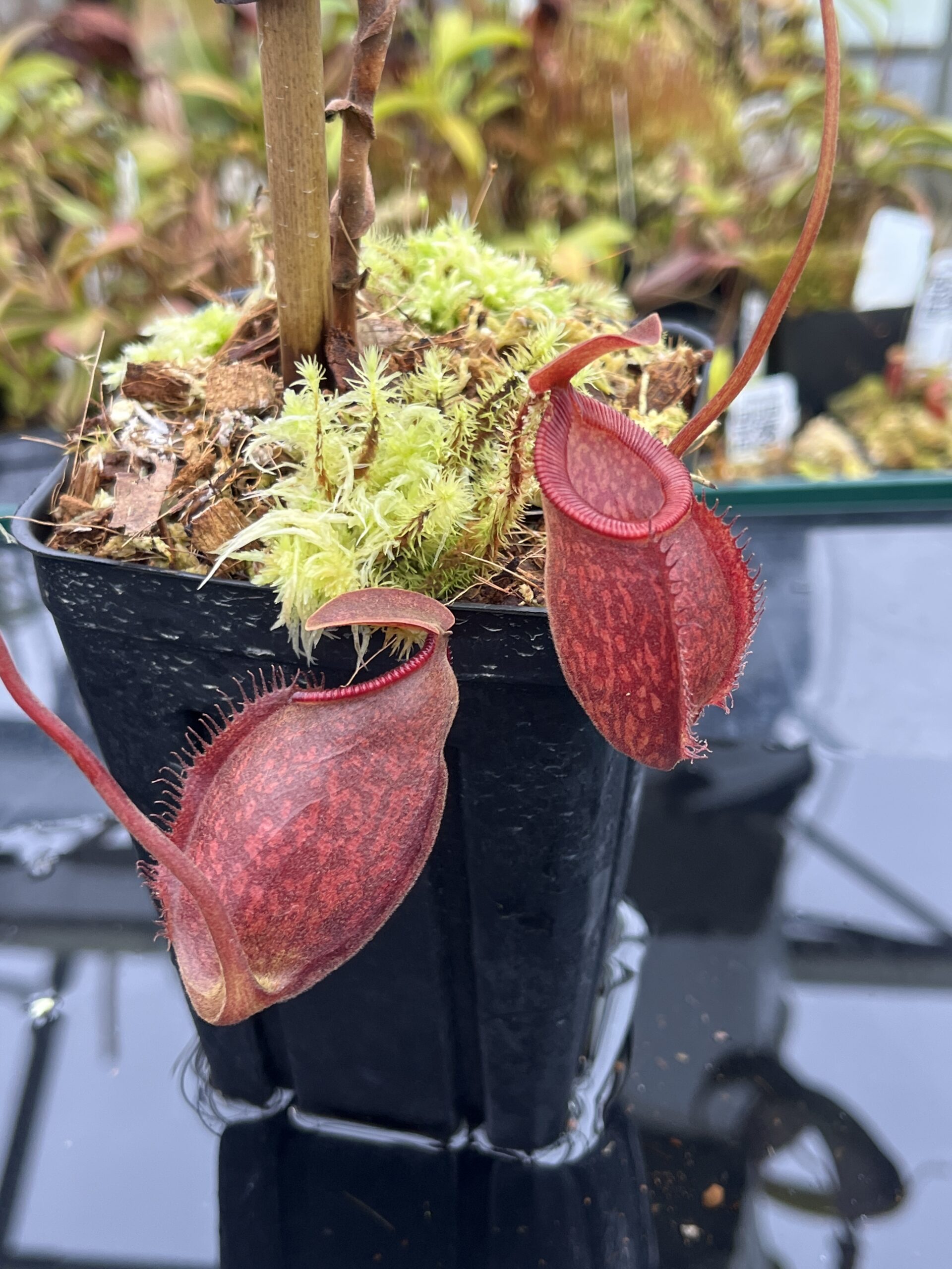 Close Up of Nepenthes aristolochioides x diabolica | Borneo Exotics | BE-3898 | H25858