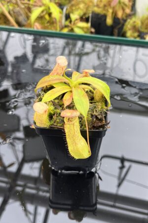 Close Up of Nepenthes bokorensis x ventricosa | Florae Collaborative | FC-178.IC | IN25907