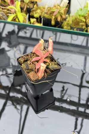 Close Up of Nepenthes boschiana | MKS | Florae | Assorted Clones | Florae Collaborative | FC-483 | IN25815