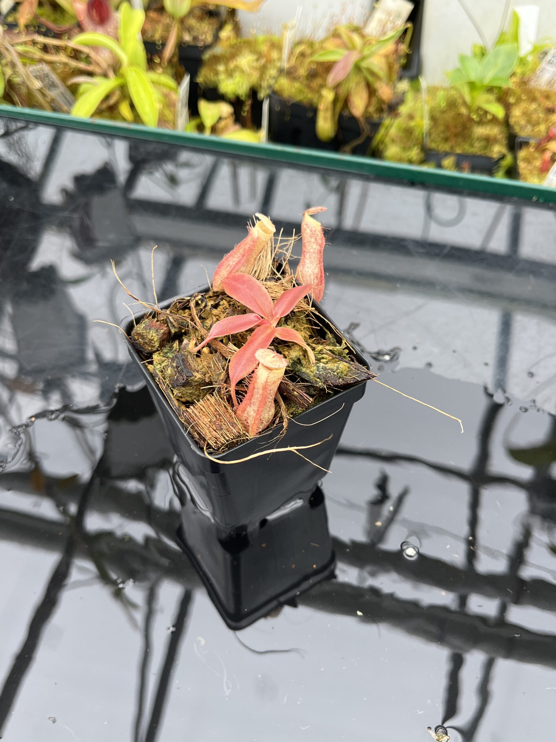 Close Up of Nepenthes boschiana | MKS | Florae | Assorted Clones | Florae Collaborative | FC-483 | IN25815